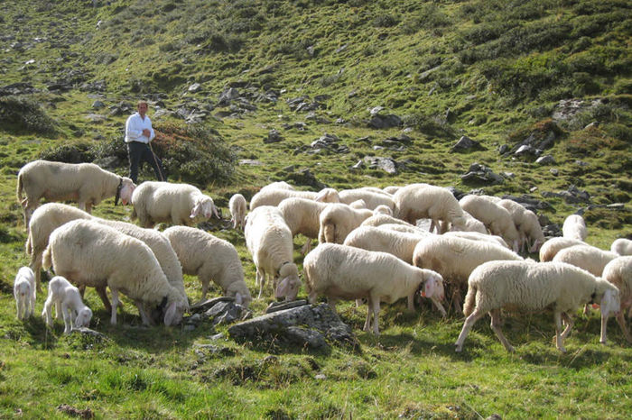 Oi frumoase la pascut in Alpi-h6 - Rase de oi si capre -Poze deosebite-8
