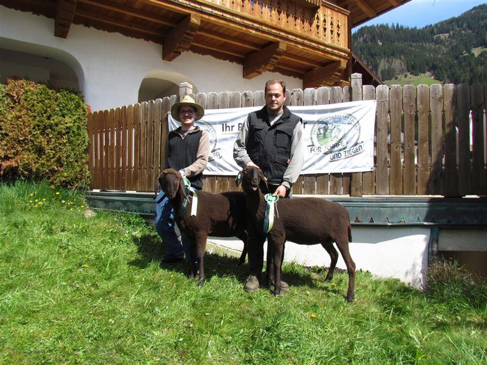 Oitele cu premii-9dd - Rase de oi si capre -Poze deosebite-8