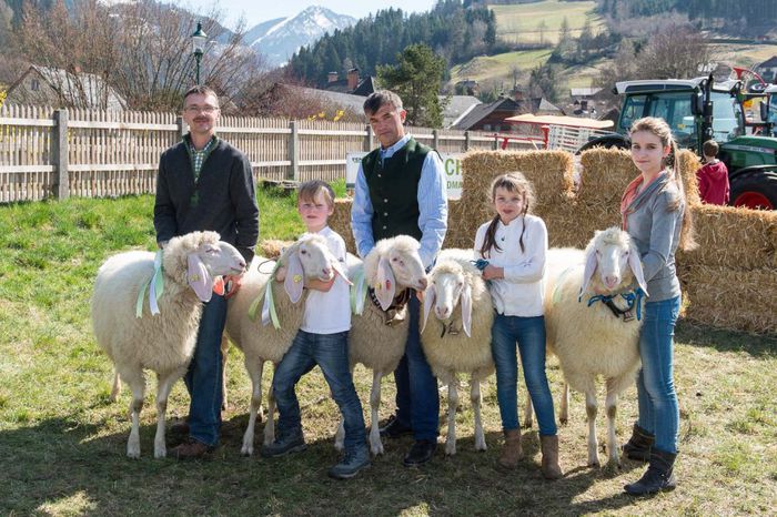 Oitele de lapte din Alpi-73c - Rase de oi si capre -Poze deosebite-8