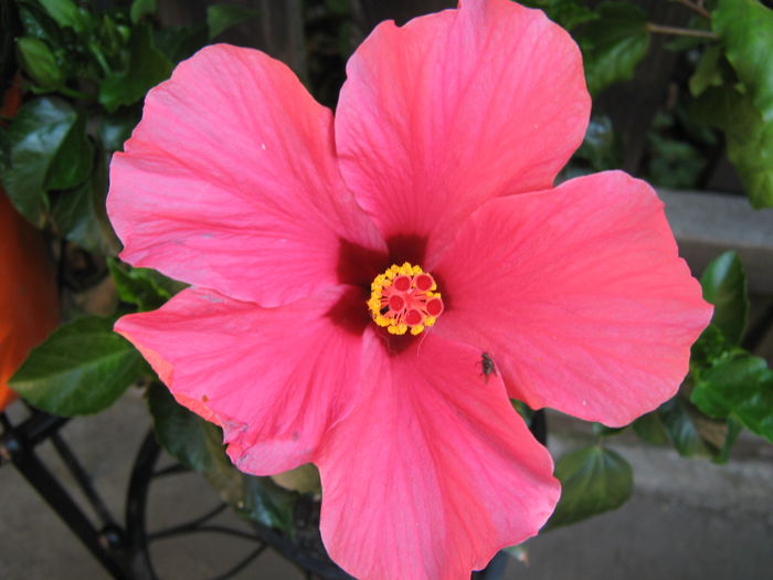 Picture My plants 4312 - Hibiscus Classic Pink