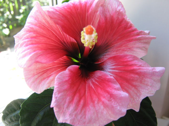 Picture My plants 4300 - Hibi  Pink Dream