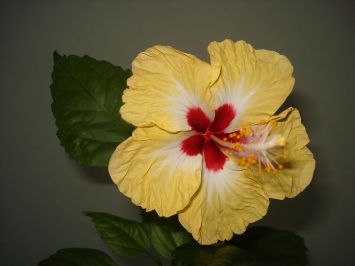 DSC02582 - Hibiscus Sylvia Goodman