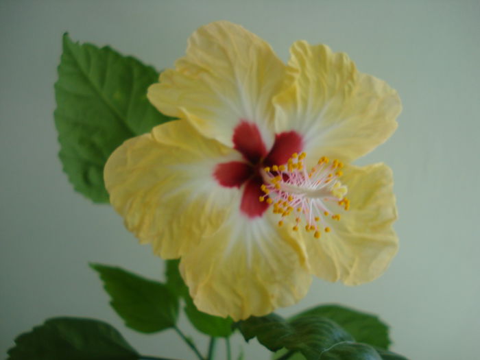 DSC02590 - Hibiscus Sylvia Goodman