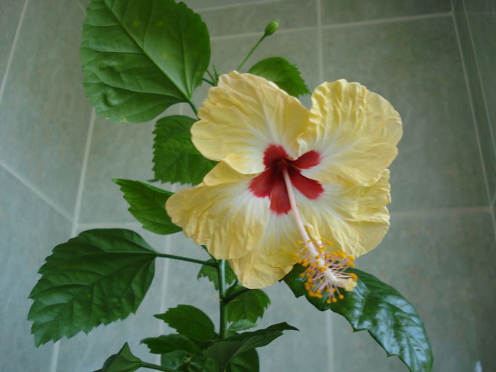 DSC02591 - Hibiscus Sylvia Goodman