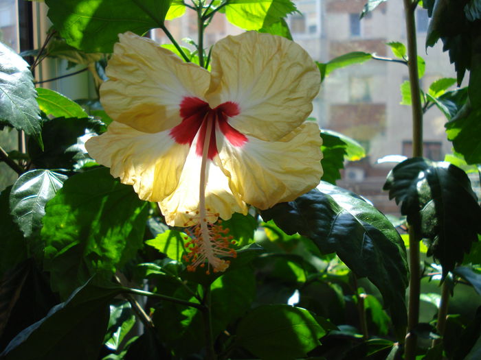 DSC02588 - Hibiscus Sylvia Goodman