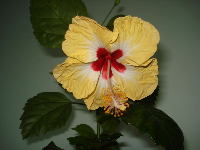 DSC02580 - HIBISCUS 2015
