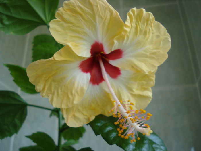 DSC02594 - Hibiscus Sylvia Goodman