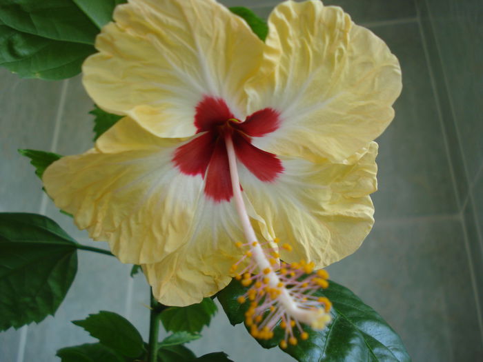 DSC02595 - Hibiscus Sylvia Goodman