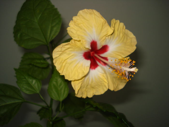 DSC02583 - FLORI 2015