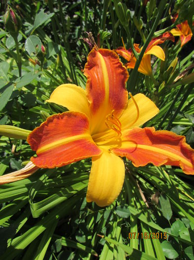 Hemerocallis Frans Halls - vara 2015