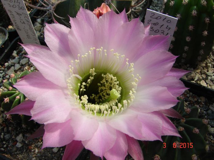DSC08858