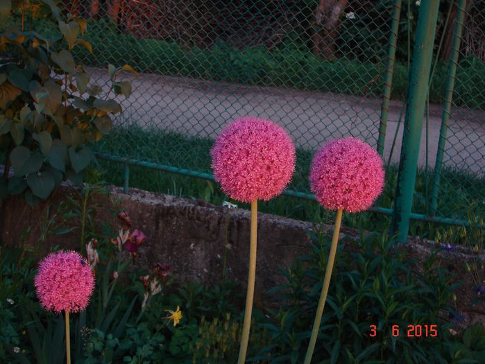 DSC08910 - 2015 Iunie