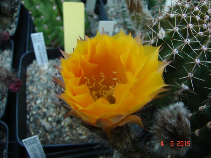 DSC08940