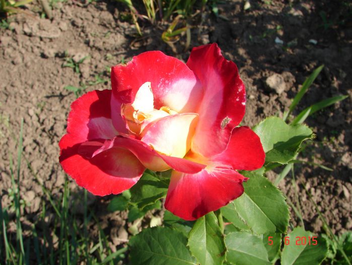 DSC09018