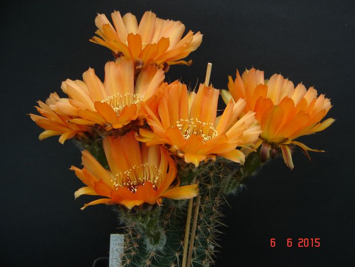 DSC09021