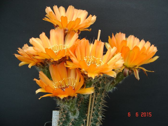 DSC09022