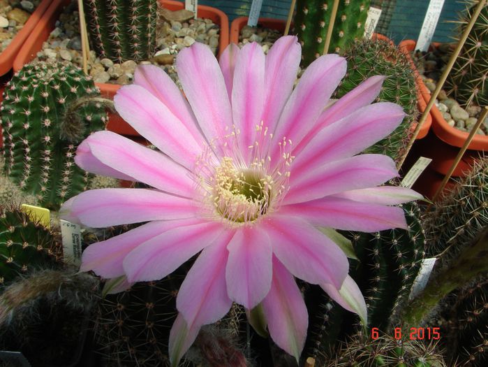 DSC09025