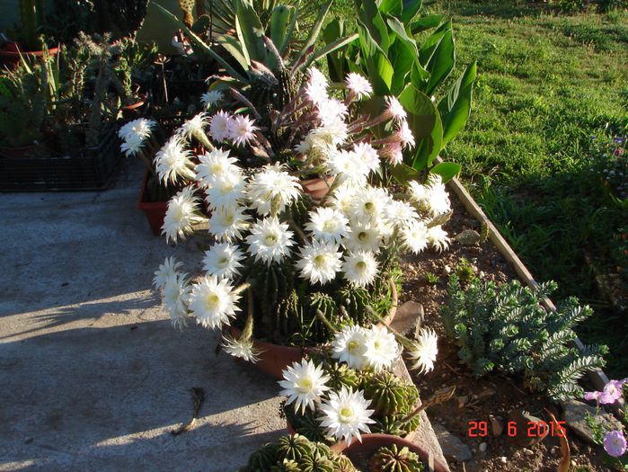 DSC09168