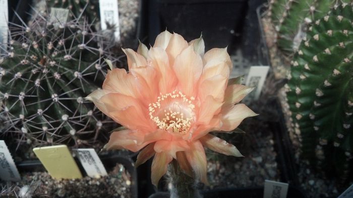 IMG_20150705_110948_257