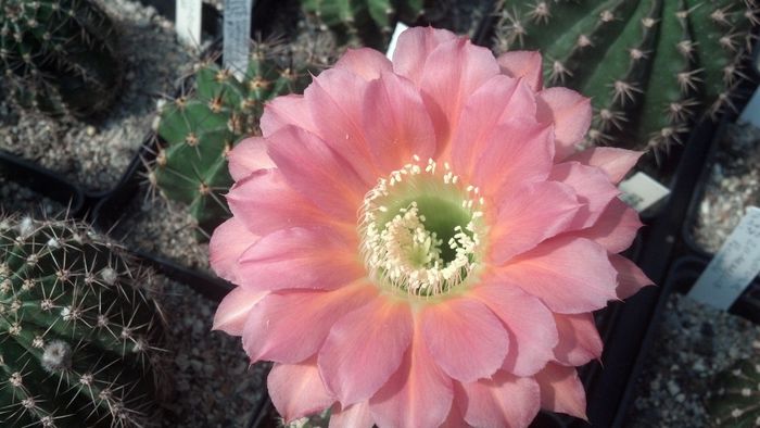 IMG_20150705_111025_294