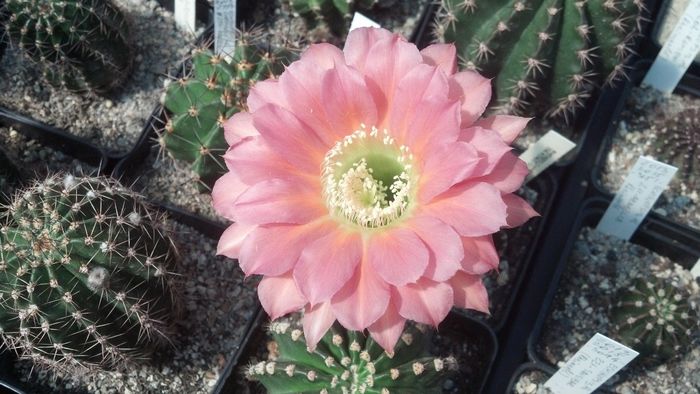 IMG_20150705_111031_298