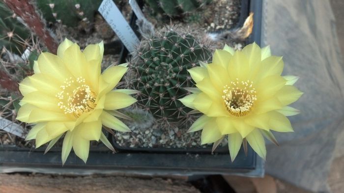 IMG_20150705_111100_674