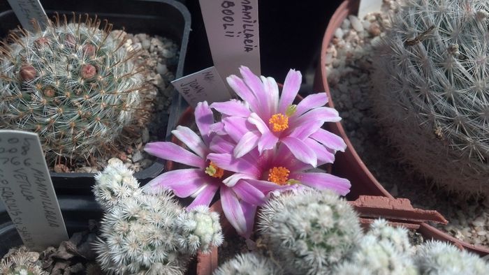 IMG_20150705_124804_419