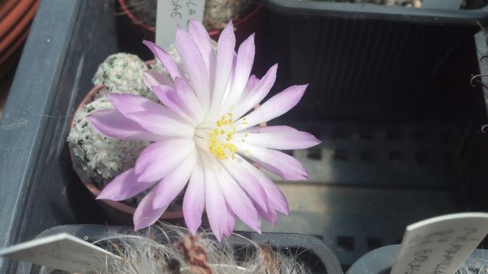 IMG_20150705_124828_330