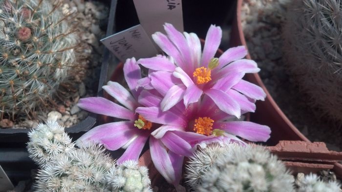 IMG_20150705_124833_866