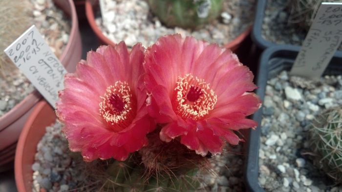 IMG_20150705_124906_615