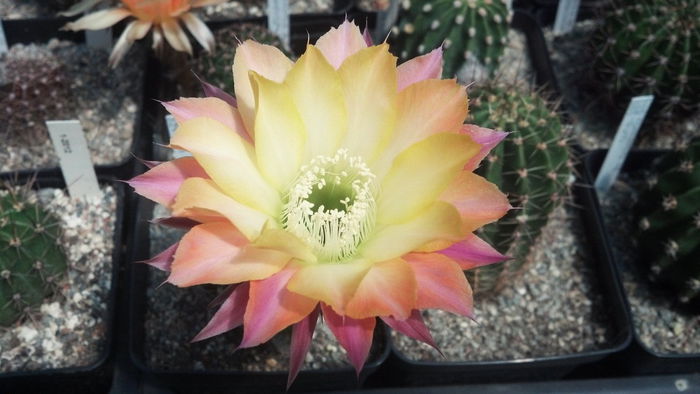 IMG_20150705_143608_381