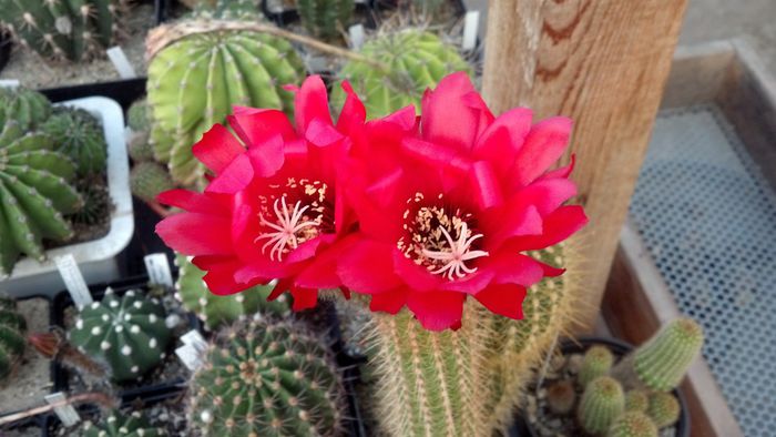 IMG_20150701_203740_934