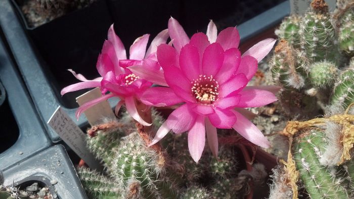 IMG_20150702_145652_867 - 2015 Iulie