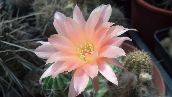 IMG_20150702_145730_988