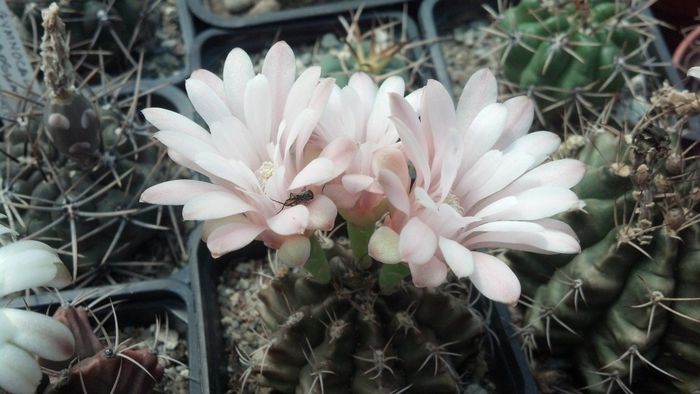 IMG_20150702_145901_196