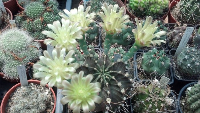 IMG_20150702_145951_116