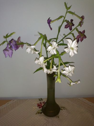 regina noptii in vaza - Vaza cu flori