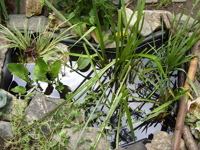 populatie-doi carasi micuti