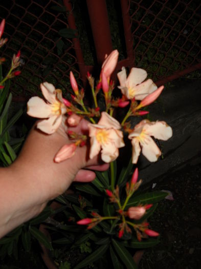 Salmon 18 iulie 015 - Leandru - 2012-2019