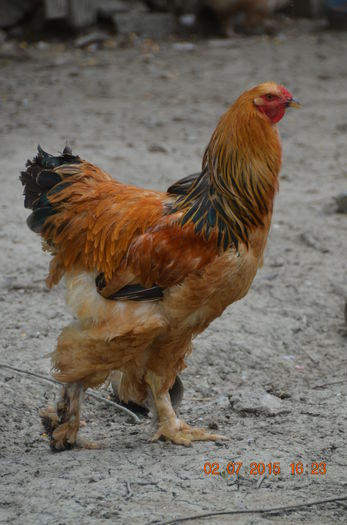 DSC_0108 - TINERET 2014