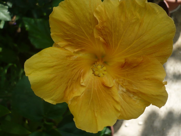 P1230118 - HIBISCUSI 2015-1