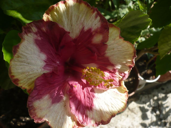 Dancing in Rio - HIBISCUSI 2015-1