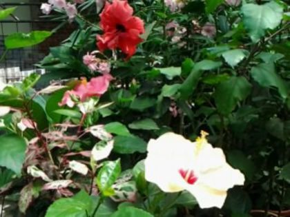 Fotografie6335 - Hibiscusi 1