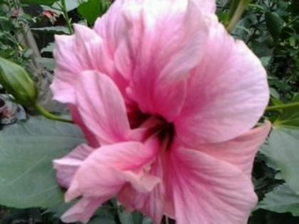 Fotografie6278 - Hibiscusi 1