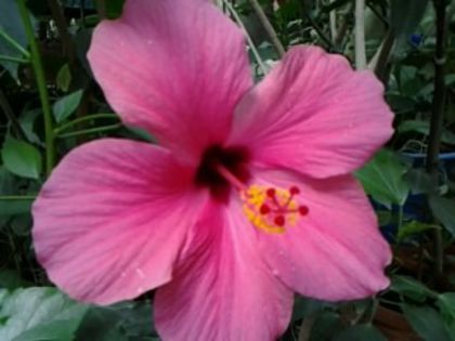 Fotografie6279 - Hibiscusi 1