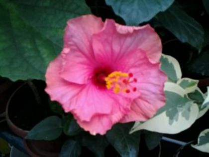 Fotografie6281 - Hibiscusi 1