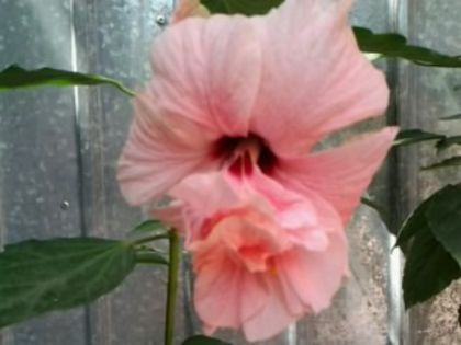 Fotografie6359 - Hibiscusi 1