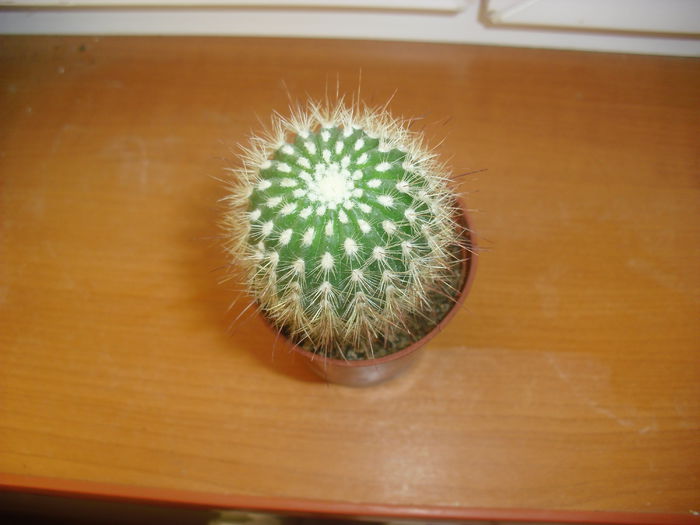 Cactus; Il am de un an
