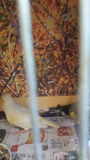 sa jurat pe copii ca este baiat