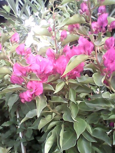 IMG_20150714_190610 - Bougainvillea 2015